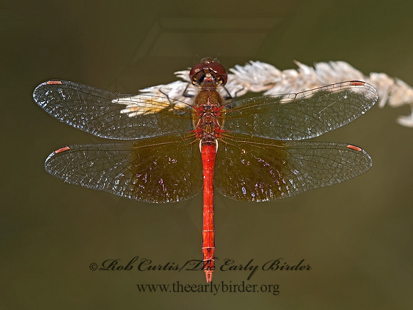 Sympetrum semicinctum 6012177