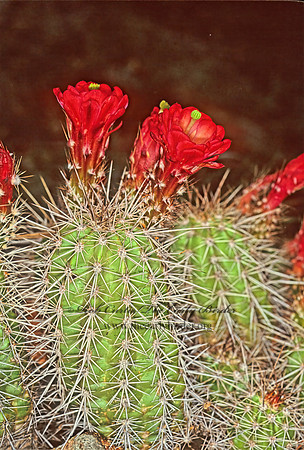 Echinocereus triglochidiatus  CLARET CUP CACTUS 75833z