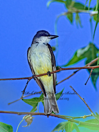 Tyrannus crassirostris  THICK-BILLED KINGBIRD 94802z