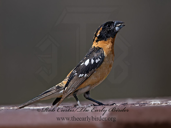 Pheucticus melanocephalus  BLACK-HEADED GROSBEAK 3036734z