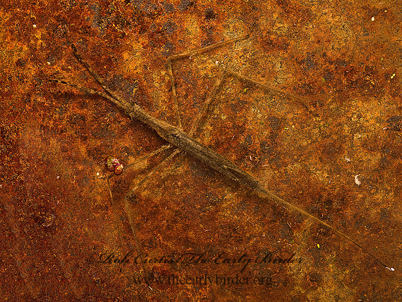 Ranatra  WATERSCORPION 9048296z