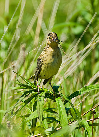 Dolichonyx oryzivorus  BOBOLINK 8004294z