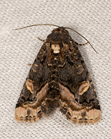 Homophoberia apicosa  BLACK WEDGE-SPOT 3028624z