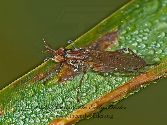 Sepedon tenuicornis  MARSH FLY 5002466z
