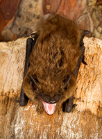 Eptesicus fuscus BIG BROWN BAT 8017069z