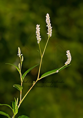 Persicaria sp  SMARTWEED 8007677z