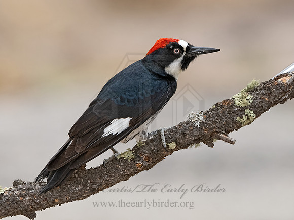 Melanerpes formicivorus  ACORN WOODPECKER 3037748z
