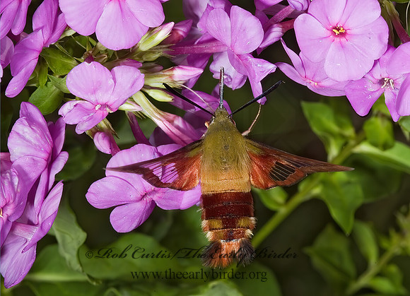 Hemaris thysbe  HUMMINGBIRD CLEARWING MOTH 5012208z