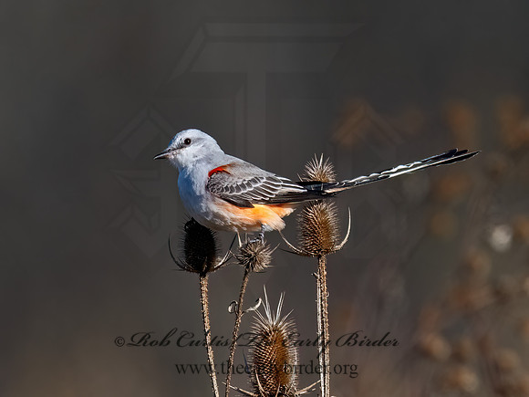 Tyrannus forficatus SCISSOR-TAILED FLYCATCHER 3047687z