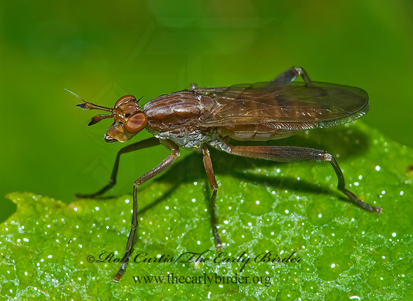 Sepedon MARSH FLY 7015387z