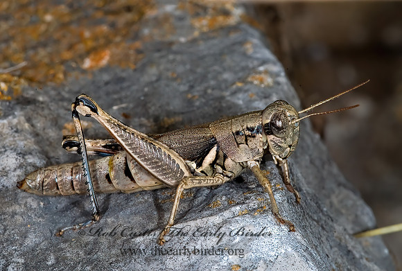 Melanoplus cameronis  BROWNSVILLE SHORT-WINGED GRASSHOPPER 6024099z