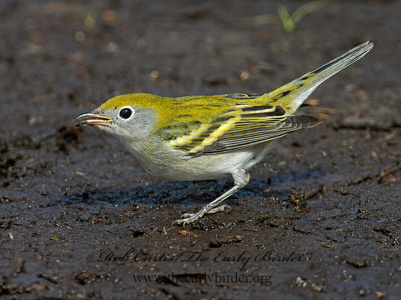 Setophaga pennsylvanica  CHESTNUT-SIDED WARBLER 9005285z