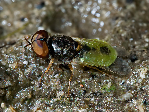 Hedriodiscus vertebratus  SOLDIER FLY 5011523z