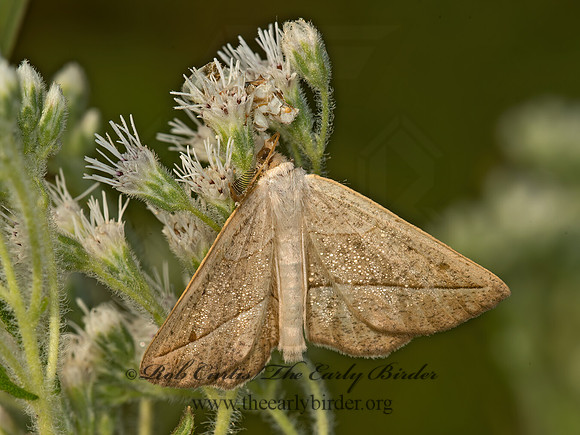 Phymata fasciata  AMBUSH BUG 9050878z