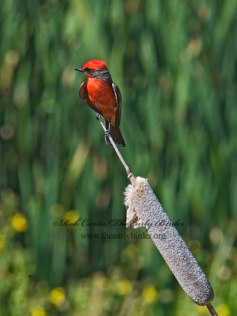 Pyrocephalus rubinus  VERMILION FLYCATCHER 7008454Z