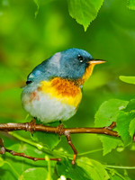 Setophaga americana NORTHERN PARULA 8022095z