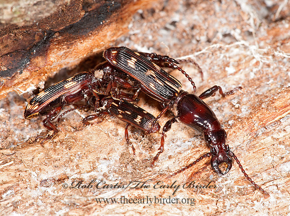 Arrhenodes minutus 8032947z