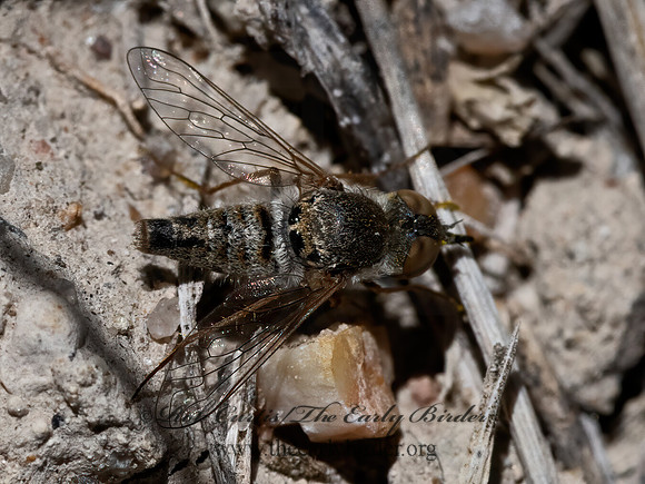Epacmus  APHOEBANTINI BEE FLY 3025733z