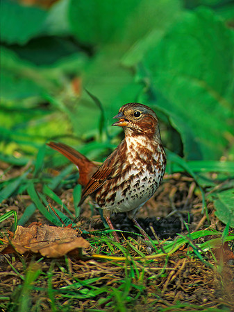 Passerella iliaca  FOX SPARROW 61218z