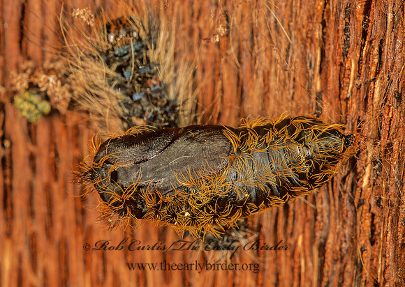 Lymantria dispar GYPSY MOTH 243819z