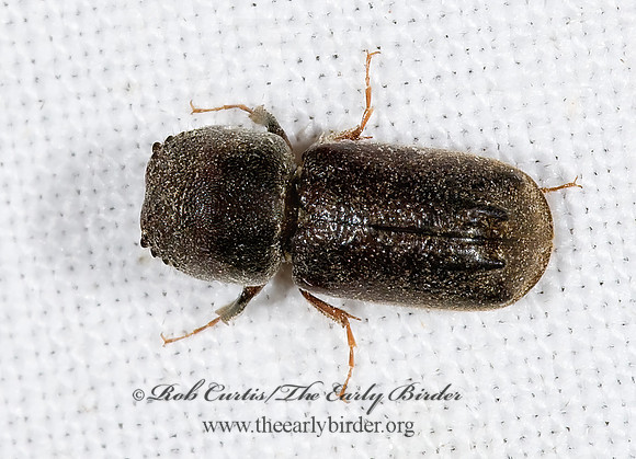 Dendrobiella aspera HORNED POWDER POST BEETLE  6024729 z