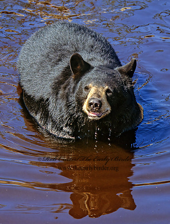 Ursus americanus  BLACK BEAR  302119z