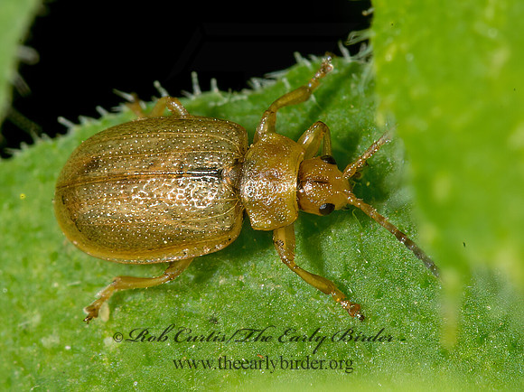 Ophraella cribrata  GALERUCINI LEAF BEETLE 9031634z