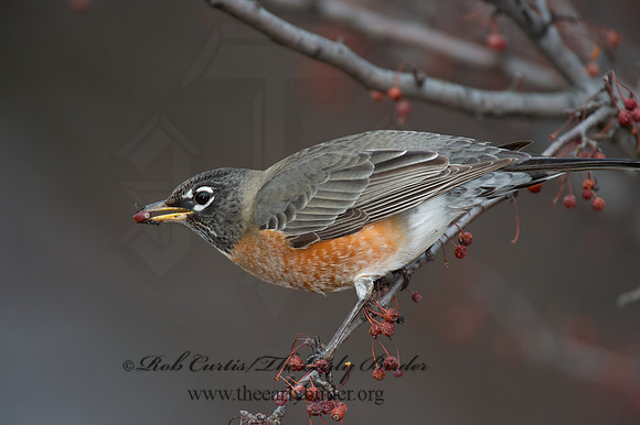 Turdus migratorius  AMERICAN ROBIN 6036496z