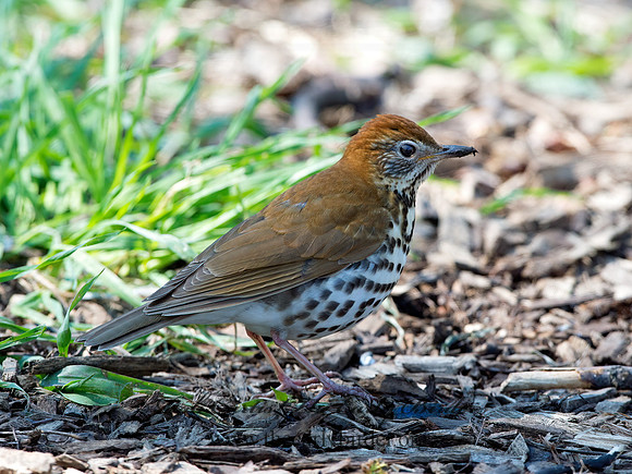 Hylocichla mustelina WOOD THRUSH 9037304z