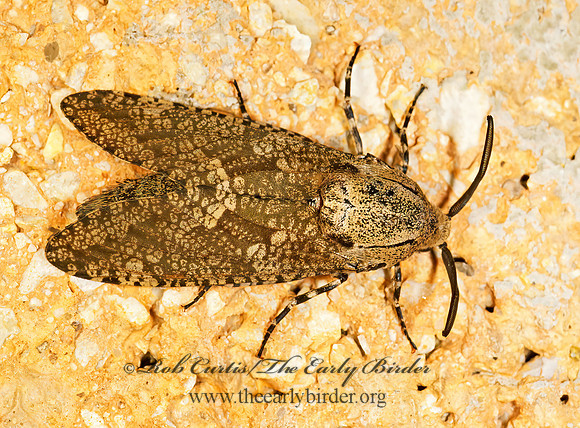 Prionoxystus robiniae CARPENTERWORM MOTH 200527 z