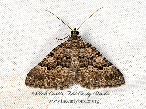 Archirhoe neomexicana  LARENTIINAE GEOMETER 3038913z