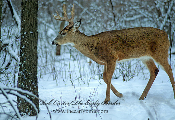 Odocoileus virginianus  WHITE-TAILED DEER 64412z