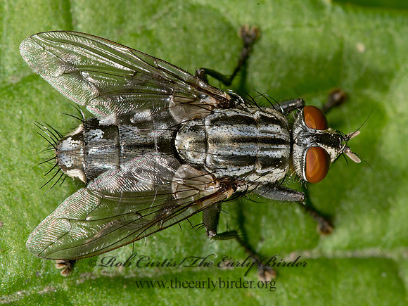 Sarcophagidae  FLESH FLY 9014610z
