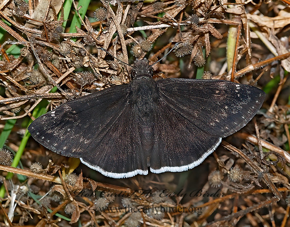 Erynnis funeralis FUNEREAL DUSKYWING 6023098z