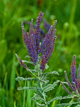 Amorpha canescens  LEADPLANT 5010043z