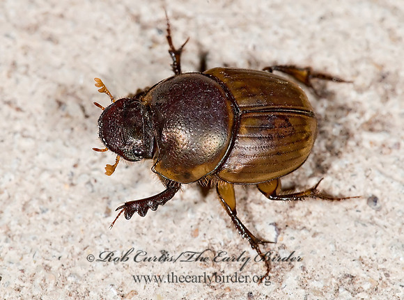Digitonthophagus gazella  GAZELLE DUNG BEETLE 7005655z