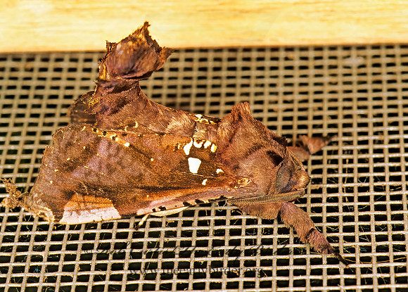 Langsdophia COSSID MOTH 195017z