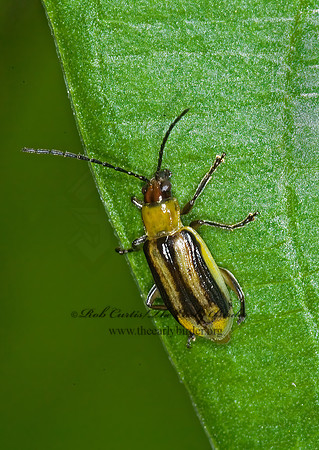 Diiabrotica vergifera 6011219z