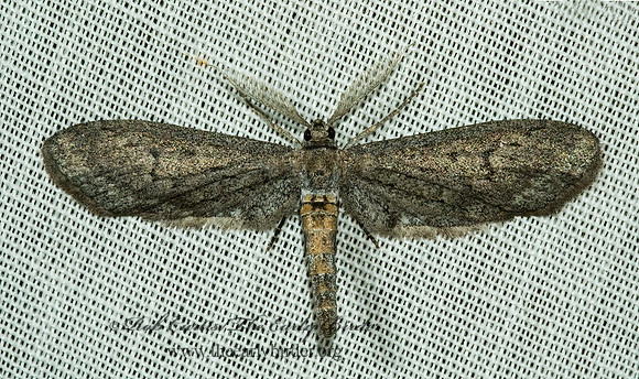 Glaucina BOARMIINI GEOMETER 5005371z
