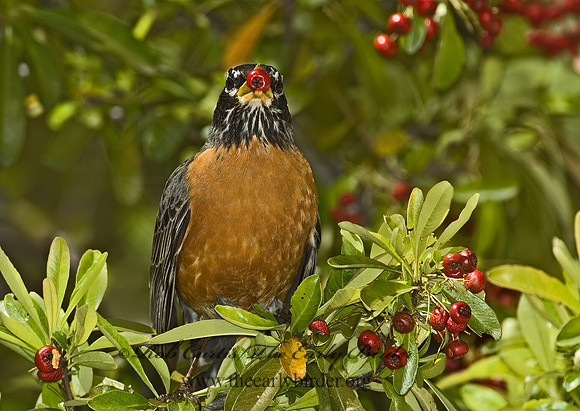 Turdus migratorius  AMERICAN ROBIN 5005924z