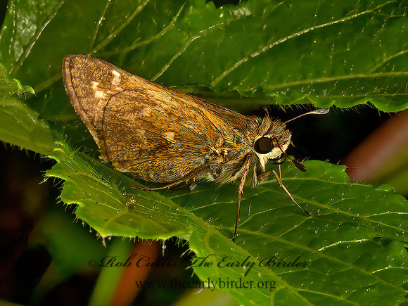 Atalopedes campestris  SACHEM SKIPPER 9048463z