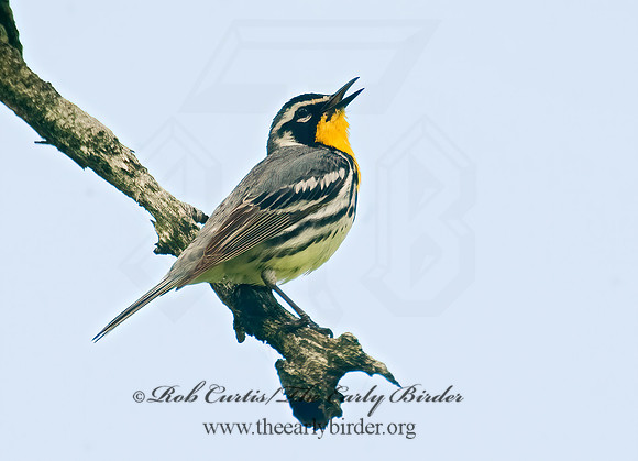 Setophaga dominica  YELLOW-THROATED WARBLER 8022691z