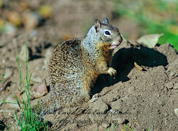 Otospermophilus beecheyi  CALIFORNIA GROUND SQUIRREL 110513z