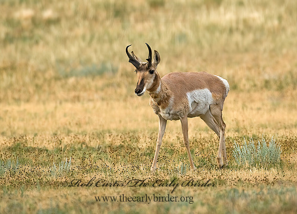 Antilocapra americana  PRONGHORN 7011622z