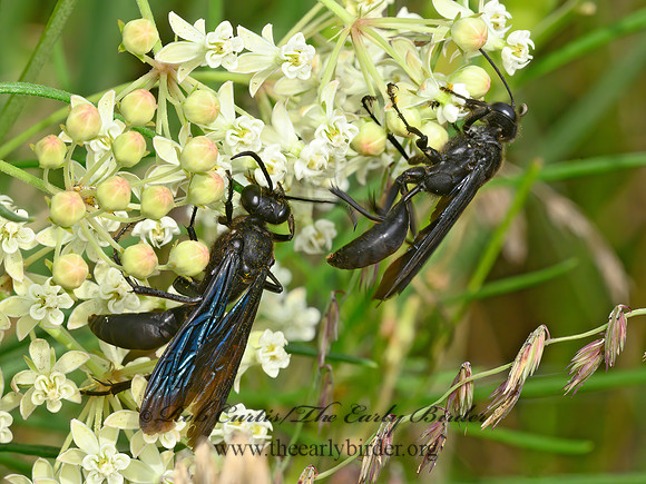 Sphex pennsylvanicus  GREAT BLACK WASP 9063542z