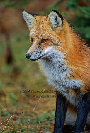 Vulpes vulpes  RED FOX 61604z
