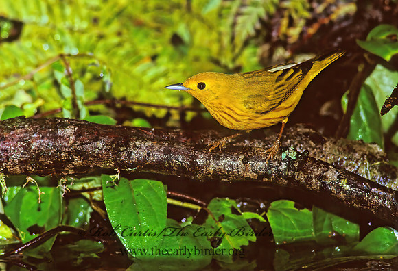 Setophaga petechia  YELLOW WARBLER 165116z