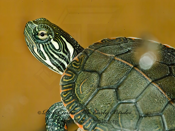 Chrysemys picta  PAINTED TURTLE 4002006  z