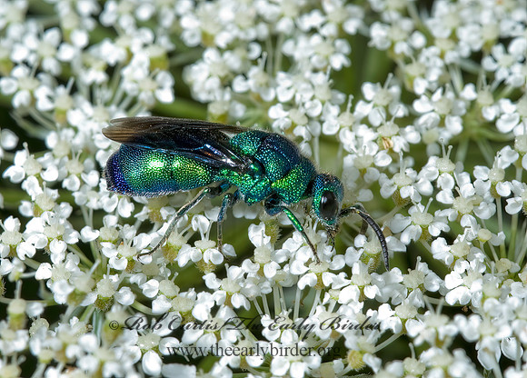 Chrysis angolensis 5001049z
