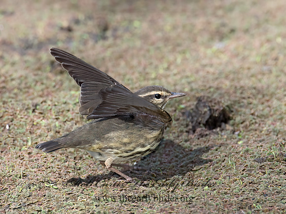 Parkesia noveboracensis  NORTHERN WATERTHRUSH 9014543z